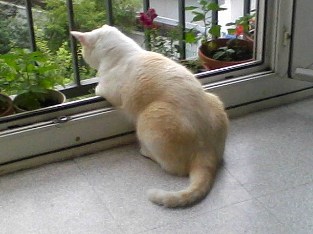 Eragon a rejoint le concours — aidez-le/la à gagner de superbes lots ! carnivore, cat, fawn, felidae, small_to_medium_sized_cats, tail, turkish_angora, whiskers