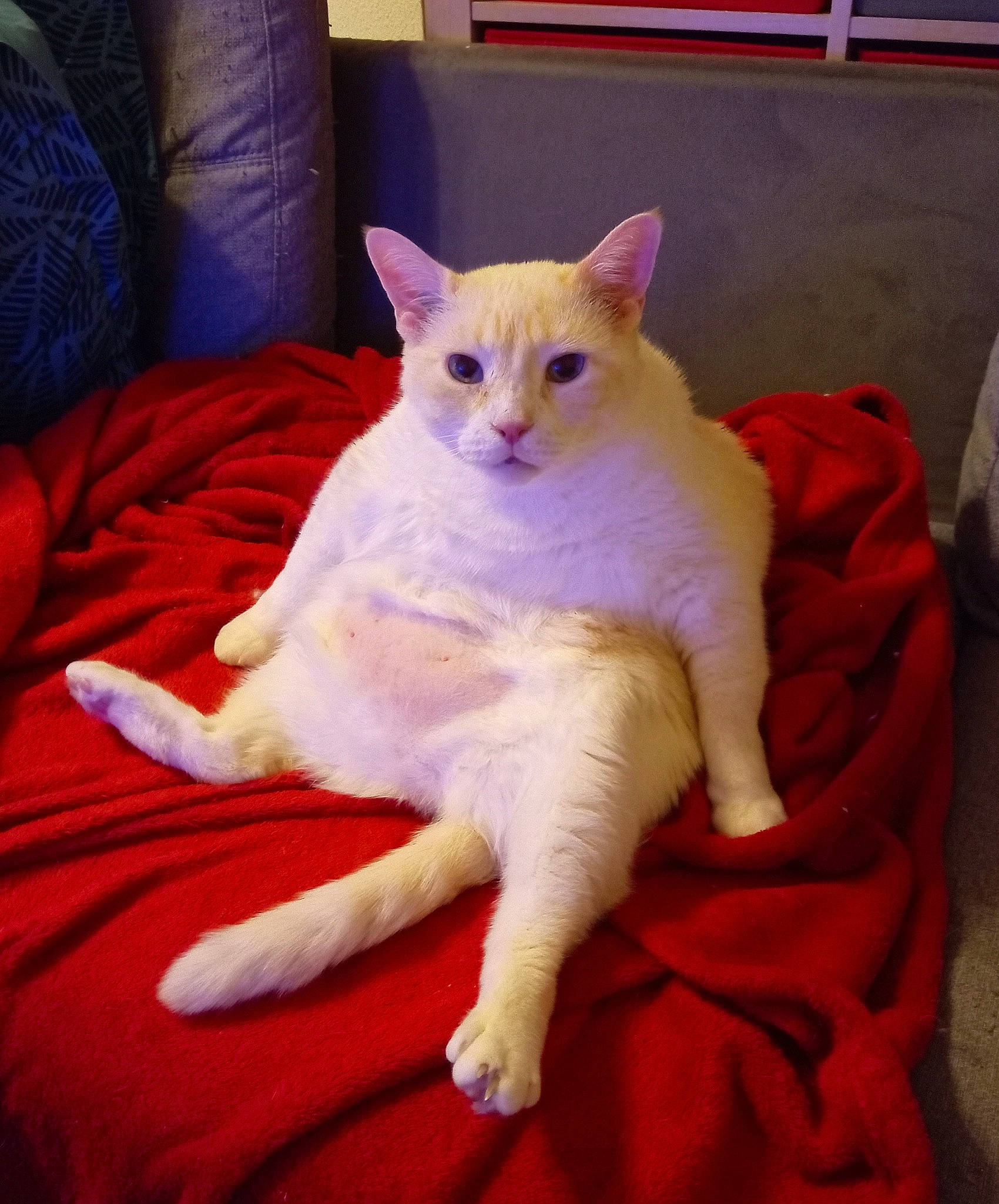 Eragon a rejoint le concours — aidez-le/la à gagner de superbes lots ! asian, burmilla, carnivore, cat, colorpoint_shorthair, domestic_short_haired_cat, felidae, javanese, khao_manee, kitten, mammal, small_to_medium_sized_cats, tail, turkish_angora, vertebrate, whiskers