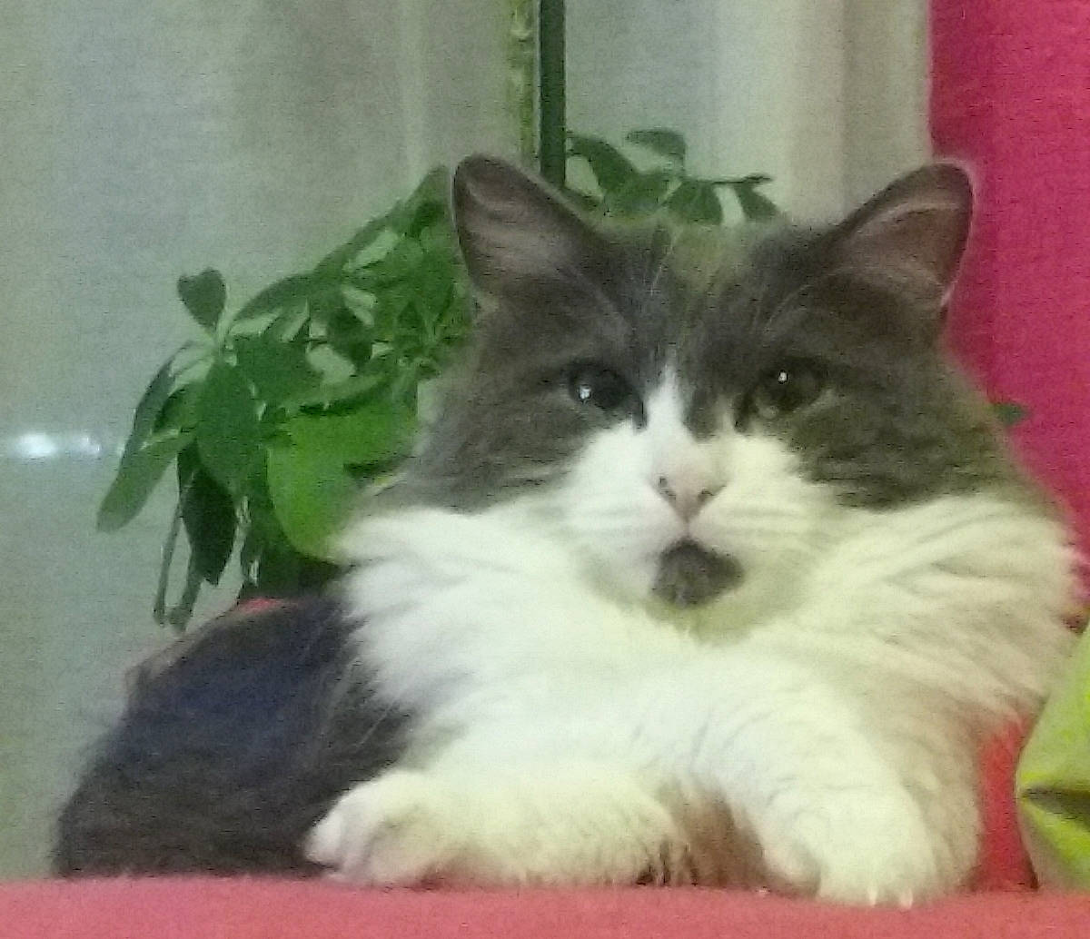 Adam participe au concours pour gagner de l'argent avec cette photo : aegean_cat, british_semi_longhair, carnivore, cat, cymric, domestic_long_haired_cat, domestic_short_haired_cat, felidae, kitten, mammal, norwegian_forest_cat, plant, polydactyl_cat, ragamuffin, small_to_medium_sized_cats, tail, vertebrate, whiskers