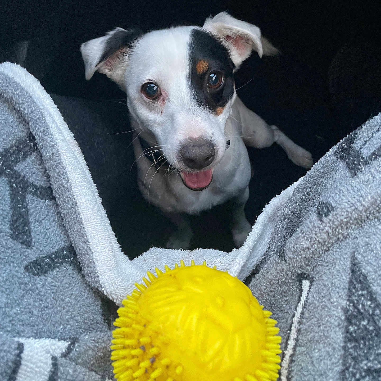 Pirate participe au concours pour gagner de l'argent avec cette photo : animal, black_and_white, blanket, close_up, companion, cute, dog, ears, expression, front_view, fur, happy, indoor, looking_up, pet, playful, small_dog, tongue, toy, yellow_ball