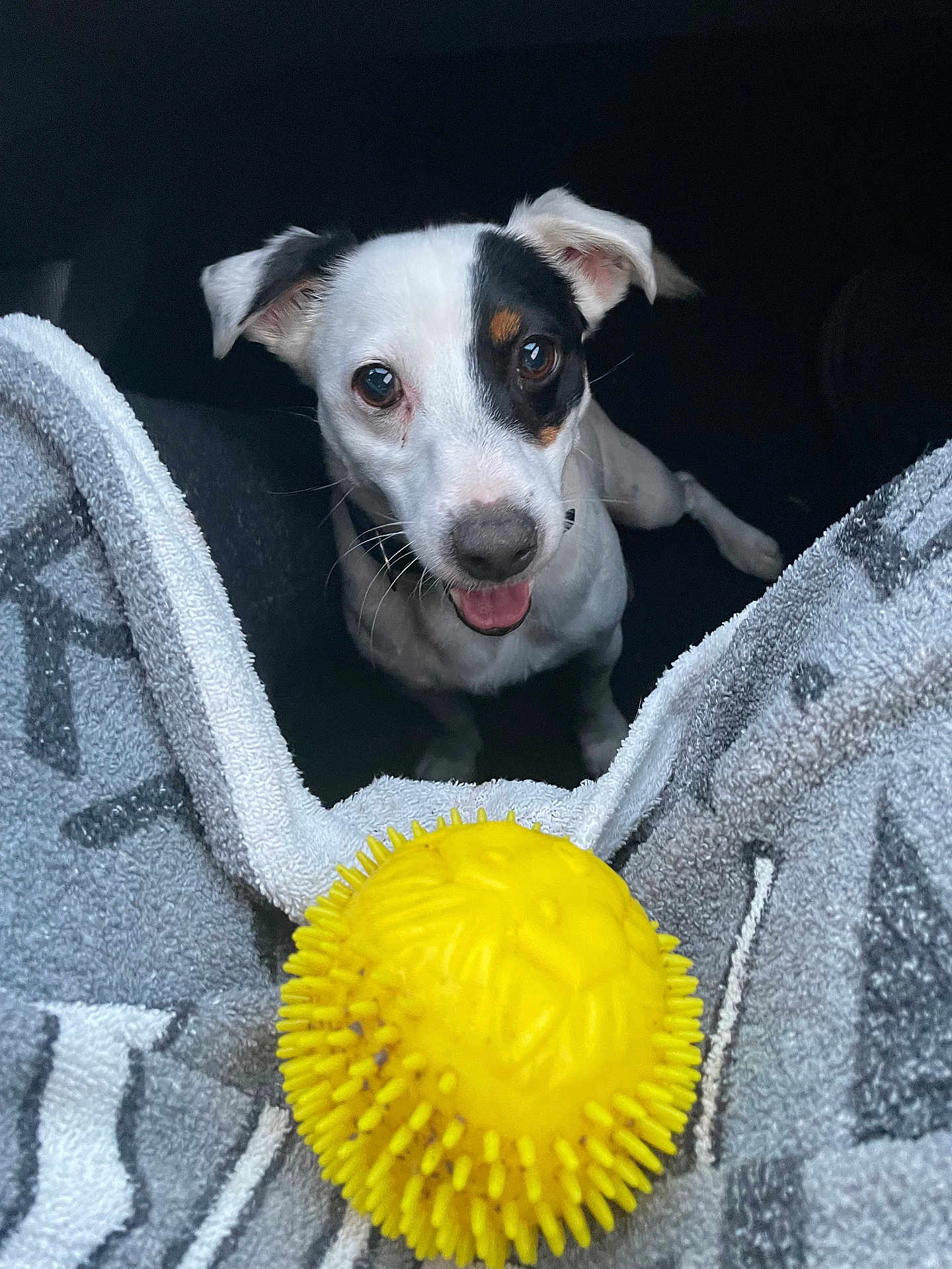 Pirate participe au concours pour gagner de l'argent avec cette photo : animal, black_and_white, blanket, close_up, companion, cute, dog, ears, expression, front_view, fur, happy, indoor, looking_up, pet, playful, small_dog, tongue, toy, yellow_ball