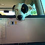 dog, laptop, computer_screen, car_interior, resting, sleepy, black_and_white_dog, head, window, trees, technology, pet, animal, electronics, screen_display, vehicle, daylight, closeup, casual, indoor