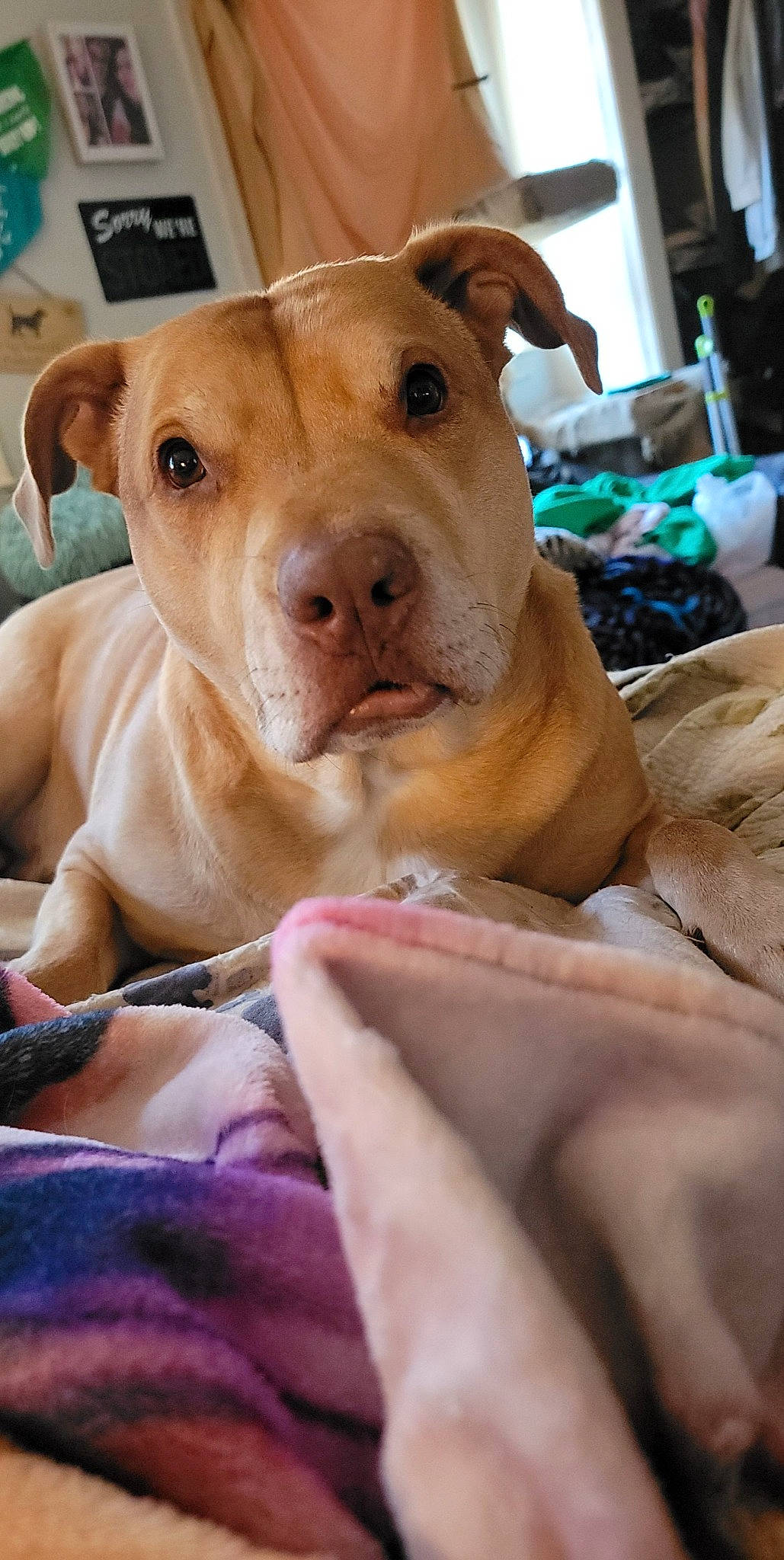 Major is registered to the contest to win money with this photo: canidae, carnivore, collar, comfort, companion_dog, dog, dog_breed, dog_supply, fawn, ingredient, liver, pet_supply, snout, sporting_group, suidae, television, terrestrial_animal, whiskers, working_animal, wrinkle