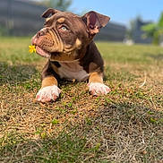 Hiro a rejoint le concours — aidez-le/la à gagner de superbes lots ! puppy, dog, grass, flower, outdoor, brown, white_paws, cute, pet, young, sunlight, nature, animal, lying_down, ears, snout, greenery, summer, daytime, background_blur
