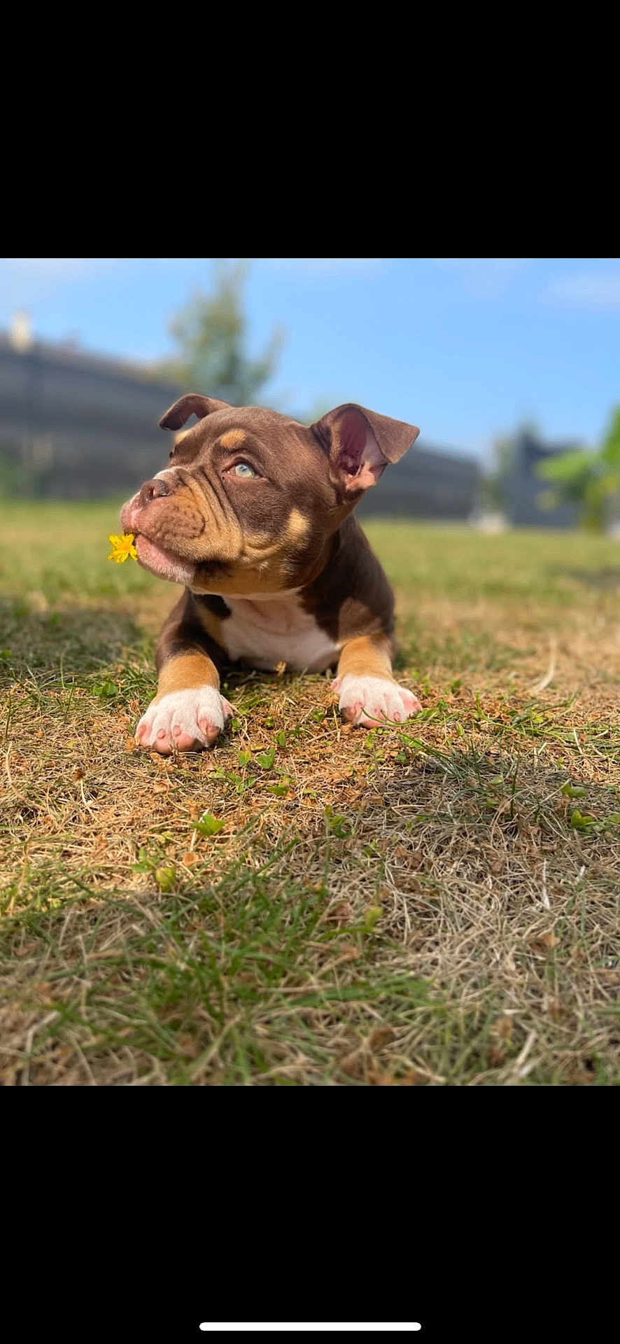 Hiro a rejoint le concours — aidez-le/la à gagner de superbes lots ! puppy, dog, grass, flower, outdoor, brown, white_paws, cute, pet, young, sunlight, nature, animal, lying_down, ears, snout, greenery, summer, daytime, background_blur