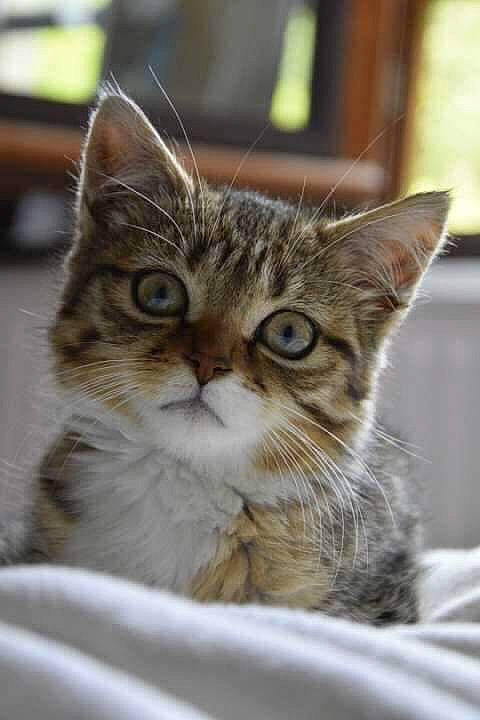 Canabis a rejoint le concours — aidez-le/la à gagner de superbes lots ! aegean_cat, american_shorthair, american_wirehair, asian, australian_mist, british_semi_longhair, carnivore, cat, domestic_short_haired_cat, dragon_li, european_shorthair, felidae, kitten, mammal, pixie_bob, small_to_medium_sized_cats, snout, tabby_cat, vertebrate, whiskers