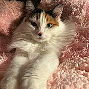 Sophie Rose is registered to the contest to win money with this photo: cat, calico_cat, fluffy, pet, relaxed, stretching, paws, pink_blanket, soft_texture, cozy, indoor, feline, portrait, closeup, animal, whiskers, ears, natural_light, heterochromia, resting