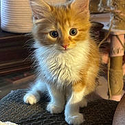 Sammie Jo is registered to the contest to win money with this photo: kitten, cat, orange, white, fluffy, indoor, pet, cute, young, feline, curious, sitting, closeup, cozy, basket, scratching_post, fur, whiskers, paw, domestic_animal