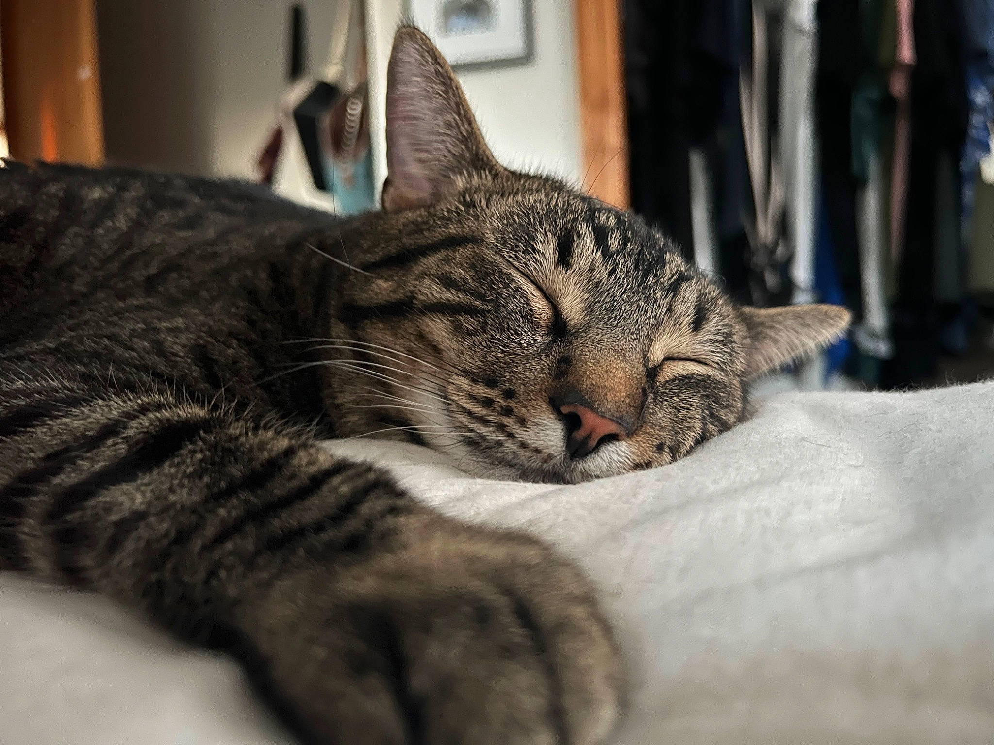 Jaxson is registered to the contest to win money with this photo: carnivore, cat, claw, comfort, domestic_short_haired_cat, felidae, fur, paw, sitting, small_to_medium_sized_cats, snout, terrestrial_animal, tree, whiskers, wildlife