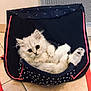 Dolly a rejoint le concours — aidez-le/la à gagner de superbes lots ! kitten, cat, pet, fluffy, white, cute, indoor, bag, star_pattern, floor, tile, animal, young, small, resting, looking, curious, furry, playful, cozy