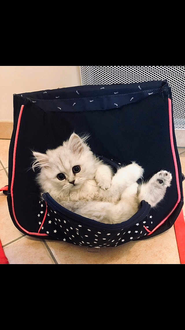 Dolly a rejoint le concours — aidez-le/la à gagner de superbes lots ! kitten, cat, pet, fluffy, white, cute, indoor, bag, star_pattern, floor, tile, animal, young, small, resting, looking, curious, furry, playful, cozy