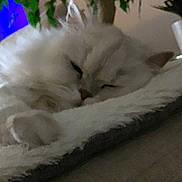 Dolly a rejoint le concours — aidez-le/la à gagner de superbes lots ! cat, sleeping, white_cat, fluffy, pet, indoor, close_up, resting, cozy, feline, animal, soft_texture, paw, plant, blurred_background, peaceful, nap, fur, home, quiet