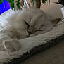 cat, sleeping, white_cat, fluffy, pet, indoor, close_up, resting, cozy, feline, animal, soft_texture, paw, plant, blurred_background, peaceful, nap, fur, home, quiet