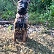 Nala participe au concours pour gagner de l'argent avec cette photo : dog, water, stream, outdoor, nature, wet, ears, animal, pet, collar, tag, rocks, greenery, forest, sitting, young_dog, curious, natural_light, shallow_water, peaceful