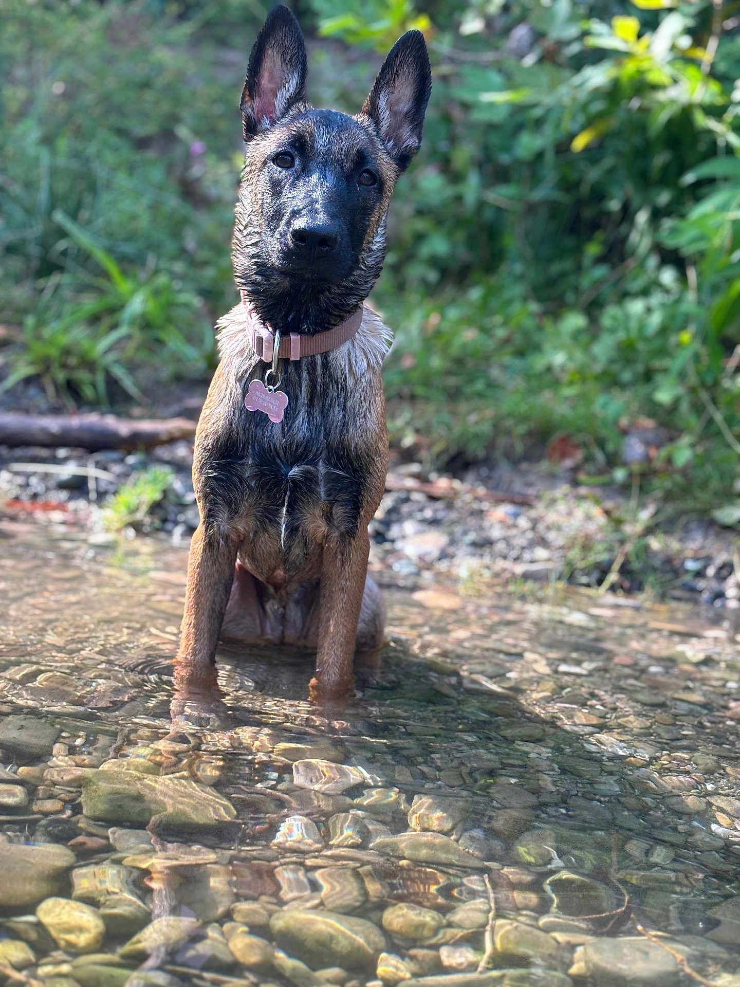 Nala participe au concours pour gagner de l'argent avec cette photo : dog, water, stream, outdoor, nature, wet, ears, animal, pet, collar, tag, rocks, greenery, forest, sitting, young_dog, curious, natural_light, shallow_water, peaceful