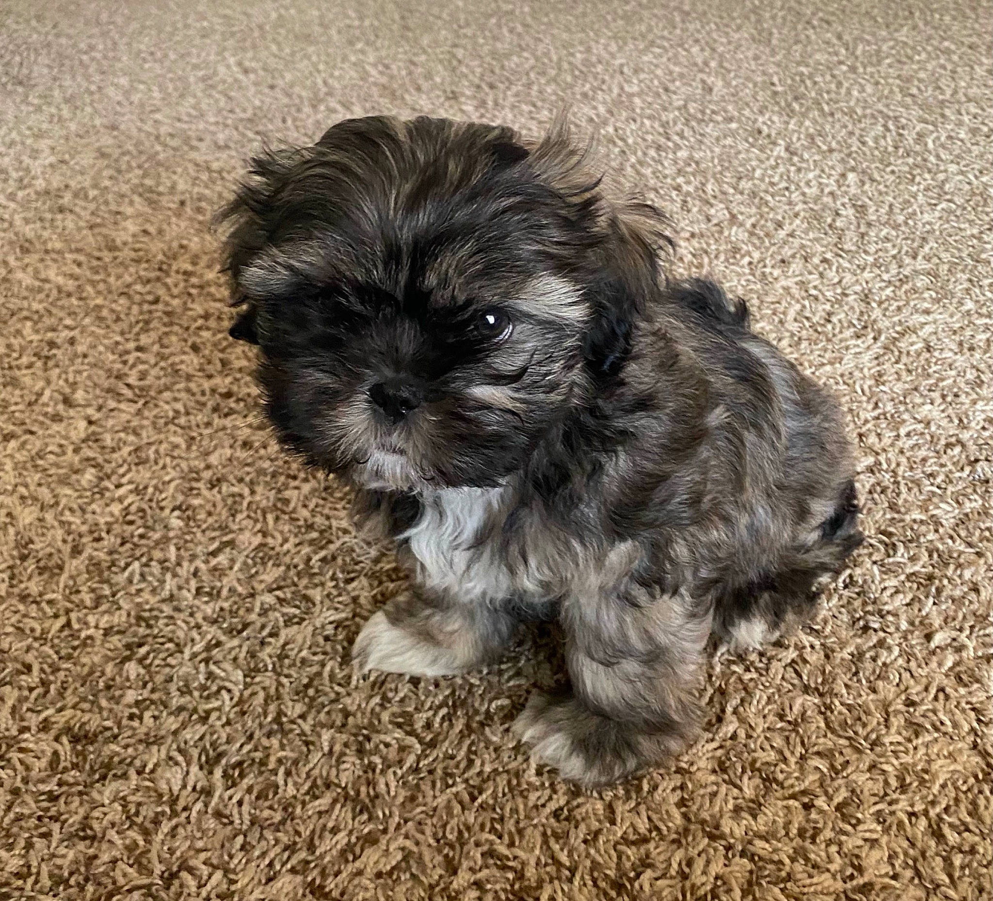 Xanthe joined the competition — help win amazing prizes! canidae, carnivore, companion_dog, dog, dog_breed, fur, liver, mal_shi, maltepoo, poodle_crossbreed, puppy_love, shih_poo, shih_tzu, small_terrier, snout, soil, sporting_group, terrier, toy_dog, water_dog