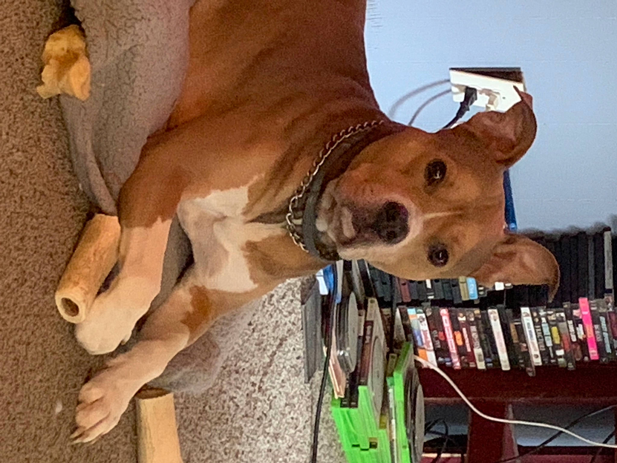 Zoo joined the competition — help win amazing prizes! canidae, carnivore, chest, collar, companion_dog, dog, dog_breed, dog_collar, dog_supply, fashion_accessory, fawn, human_leg, jaw, leash, liver, pet_supply, shelf, snout, sporting_group, working_animal