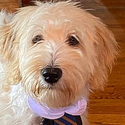 Blue is registered to the contest to win money with this photo: adorable, animal, brown, canine, closeup, collar, companion, cute, dog, domestic_animal, fluffy, friendly, fur, house, indoor, mammal, pet, portrait, tie, wooden_floor