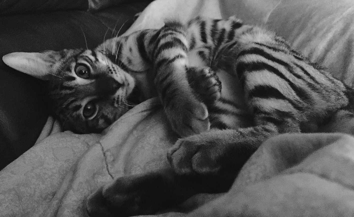 Owen