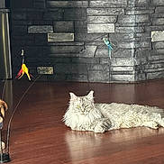 Trinkets is registered to the contest to win money with this photo: cat, fluffy, indoor, floor, toy, feathers, stone_wall, relaxed, pet, animal, laying_down, feline, domestic_cat, brown_floor, decor, sunlight, playful, resting, house, cozy