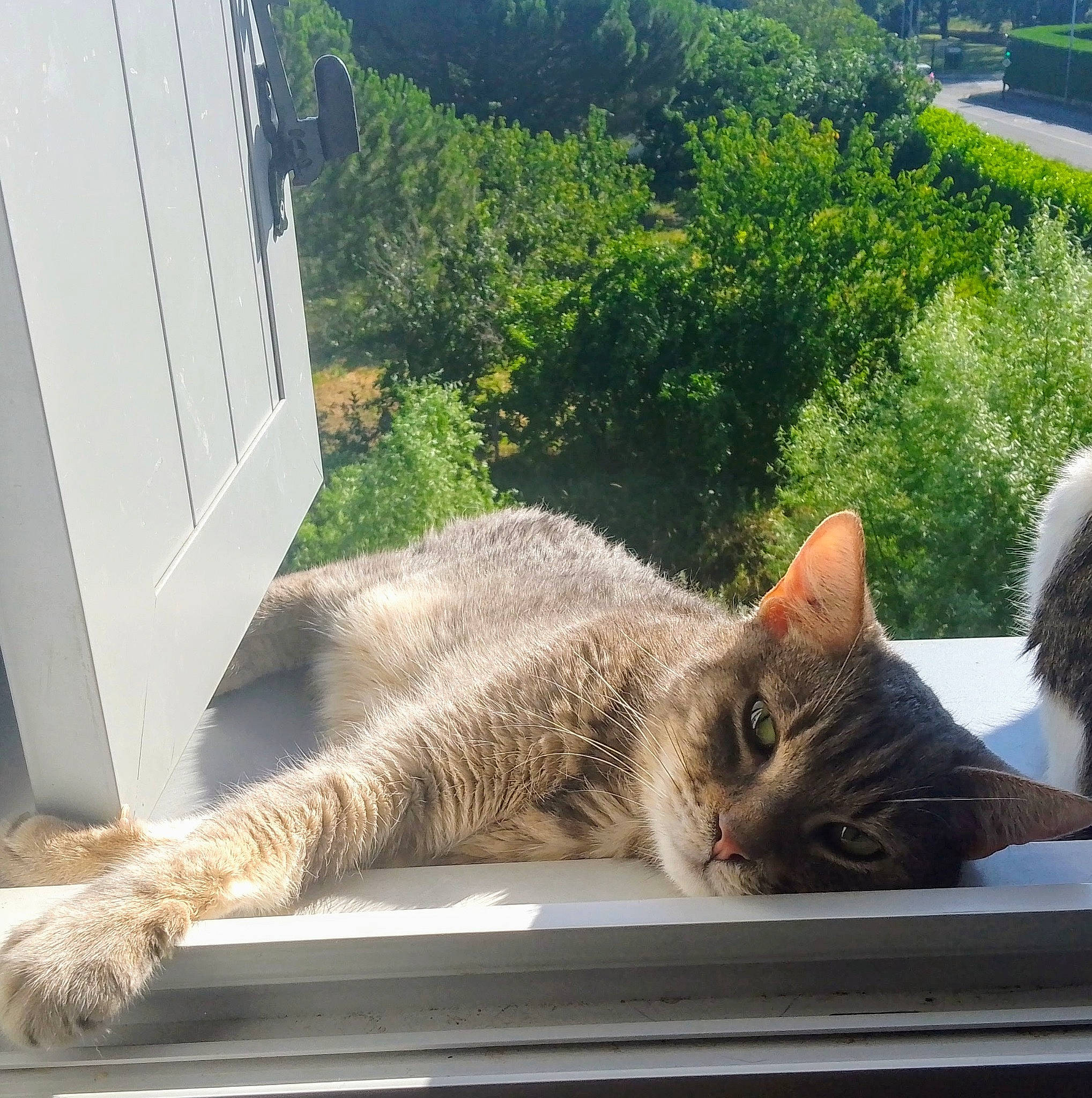 Minouche participe au concours pour gagner de l'argent avec cette photo : carnivore, cat, claw, comfort, domestic_short_haired_cat, fawn, felidae, fur, grass, house, paw, plant, sitting, small_to_medium_sized_cats, snout, tail, vertebrate, whiskers, wildlife, window