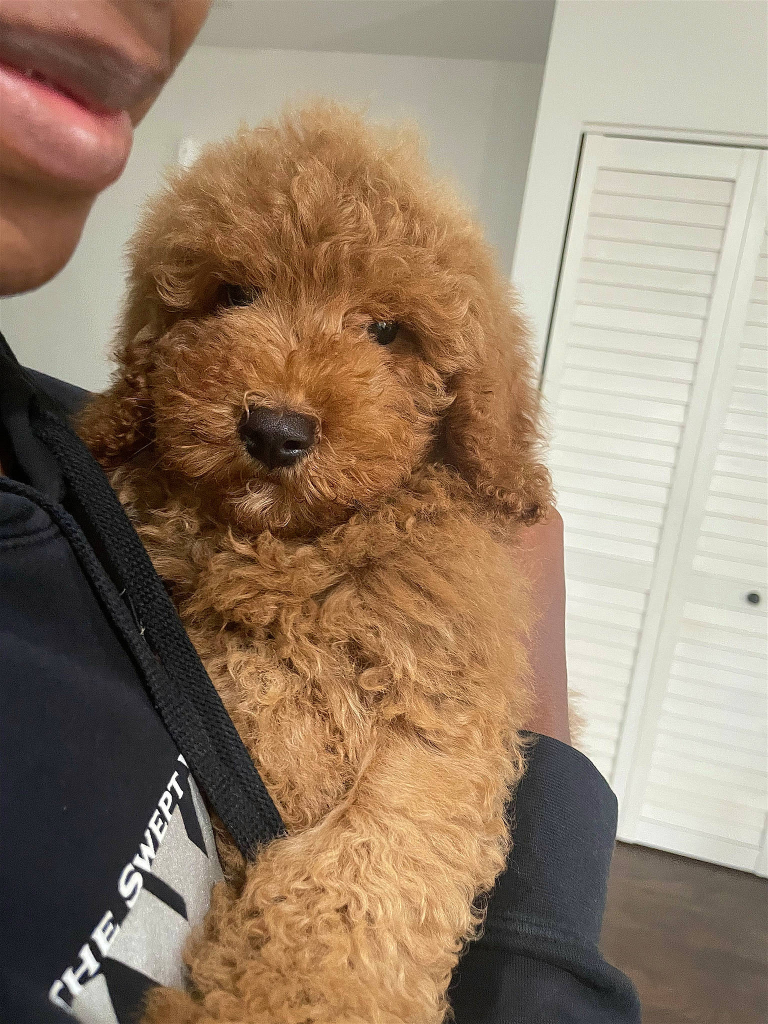 Murphy joined the competition — help win amazing prizes! canidae, carnivore, companion_dog, dog, dog_breed, dog_collar, door, fur, glasses, maltepoo, pet_supply, poodle, snout, sporting_group, terrier, toy_dog, water_dog, window_blind, working_animal, yorkipoo