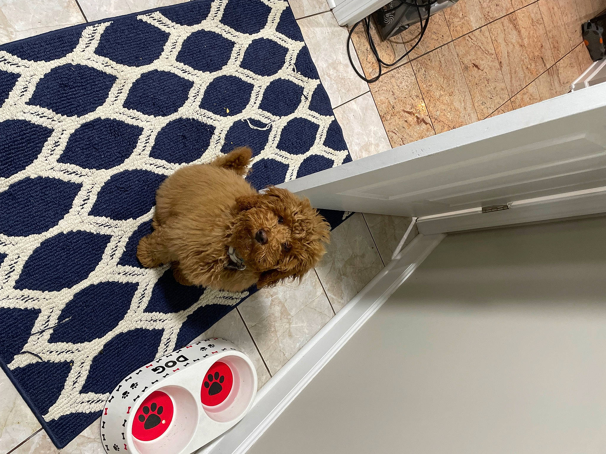 Murphy joined the competition — help win amazing prizes! canidae, carnivore, ceiling, circle, companion_dog, dog, dog_breed, fawn, felidae, flooring, fur, gas, mesh, pattern, pet_supply, road_surface, room, sporting_group, tail, wood