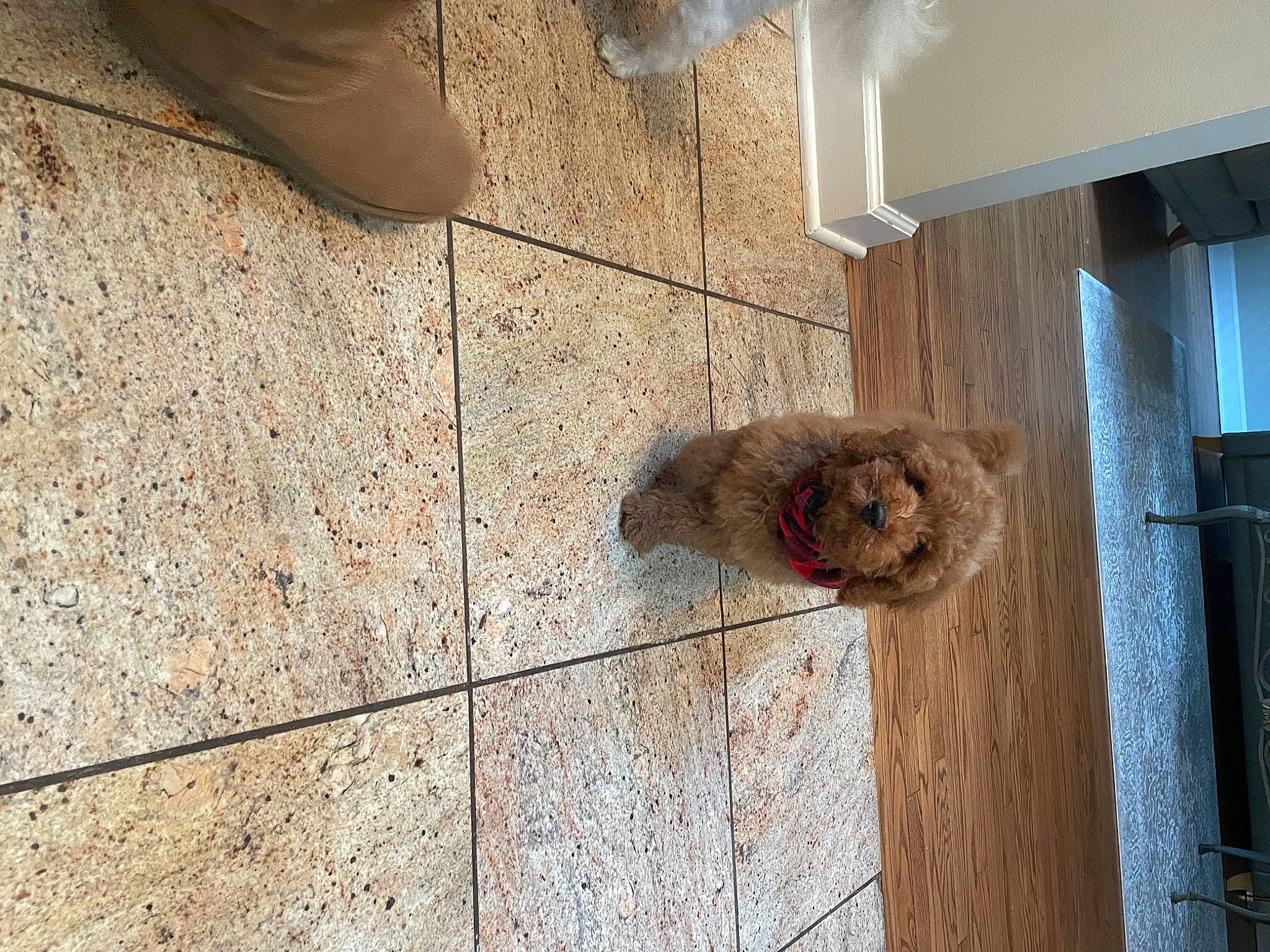 Murphy is registered to the contest to win money with this photo: brown, canidae, concrete, dog, dog_breed, fawn, flooring, foot, fur, hardwood, human_leg, mammal, pattern, road_surface, shadow, sporting_group, tail, wood, wood_stain