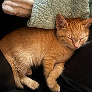 Simba is registered to the contest to win money with this photo: cat, kitten, sleeping, orange_tabby, fur, blanket, quilt, cozy, resting, paw, ear, whiskers, indoor, pet, cute, relaxation, soft, texture, black_surface, home