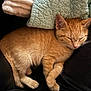 cat, kitten, sleeping, orange_tabby, fur, blanket, quilt, cozy, resting, paw, ear, whiskers, indoor, pet, cute, relaxation, soft, texture, black_surface, home
