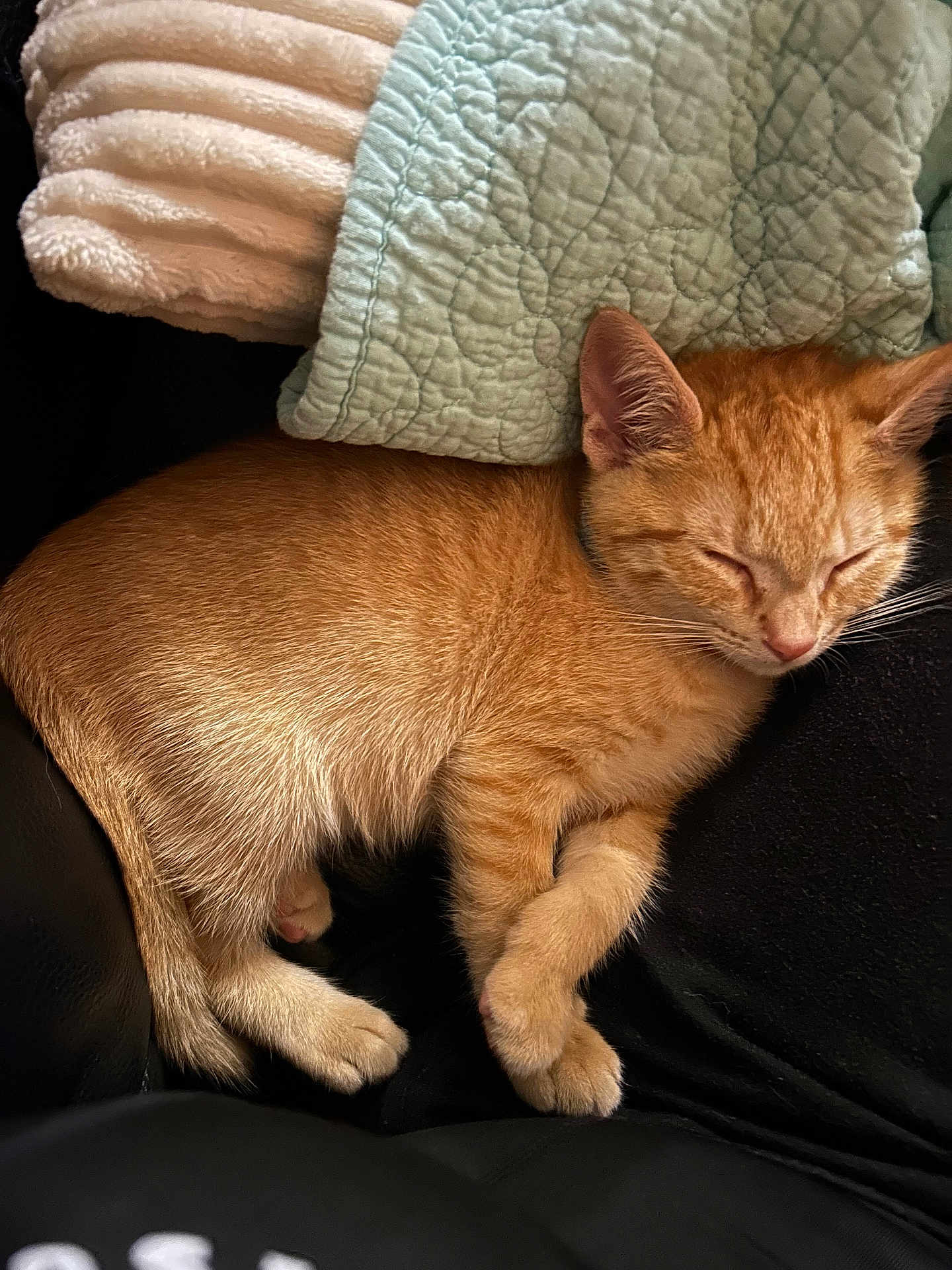 Simba