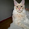 cat, maine_coon, cream_colored, long_fur, tufted_ears, pet, indoor, feline, animal, portrait, relaxed, laying_down, whiskers, close_up, looking_at_camera, soft_lighting, white_surface, wood_floor, calm, domestic_animal