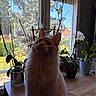 cat, indoor, table, plants, flower_pots, curtains, window, daylight, feline, fur, whiskers, greenery, orchids, wood_surface, domestic_animal, looking_up, shadow, home, nature_outside, calm