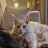cat, fluffy, couch, blanket, cozy, indoor, pet, relaxed, feline, fur, ears, paw, pink_nose, lights, home, comfort, cute, resting, soft, domestic