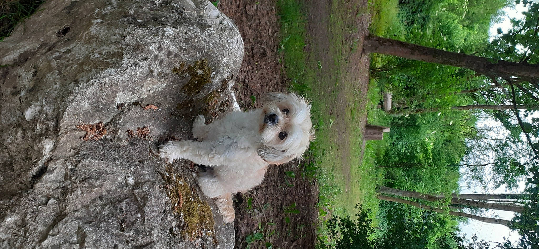 Laska a rejoint le concours — aidez-le/la à gagner de superbes lots ! beak, bird, bird_of_prey, fur, grass, groundcover, landscape, owl, plant, terrestrial_animal, tree, trunk, twig, wildlife, wood