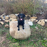 Boo joined the competition — help win amazing prizes! animal, black_dog, canine, collar, daylight, dog, field, grass, ground, happy, leafless_bush, nature, outdoor, pet, rock, rural, sitting, smiling, stone, tongue_out