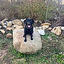 animal, black_dog, canine, collar, daylight, dog, field, grass, ground, happy, leafless_bush, nature, outdoor, pet, rock, rural, sitting, smiling, stone, tongue_out
