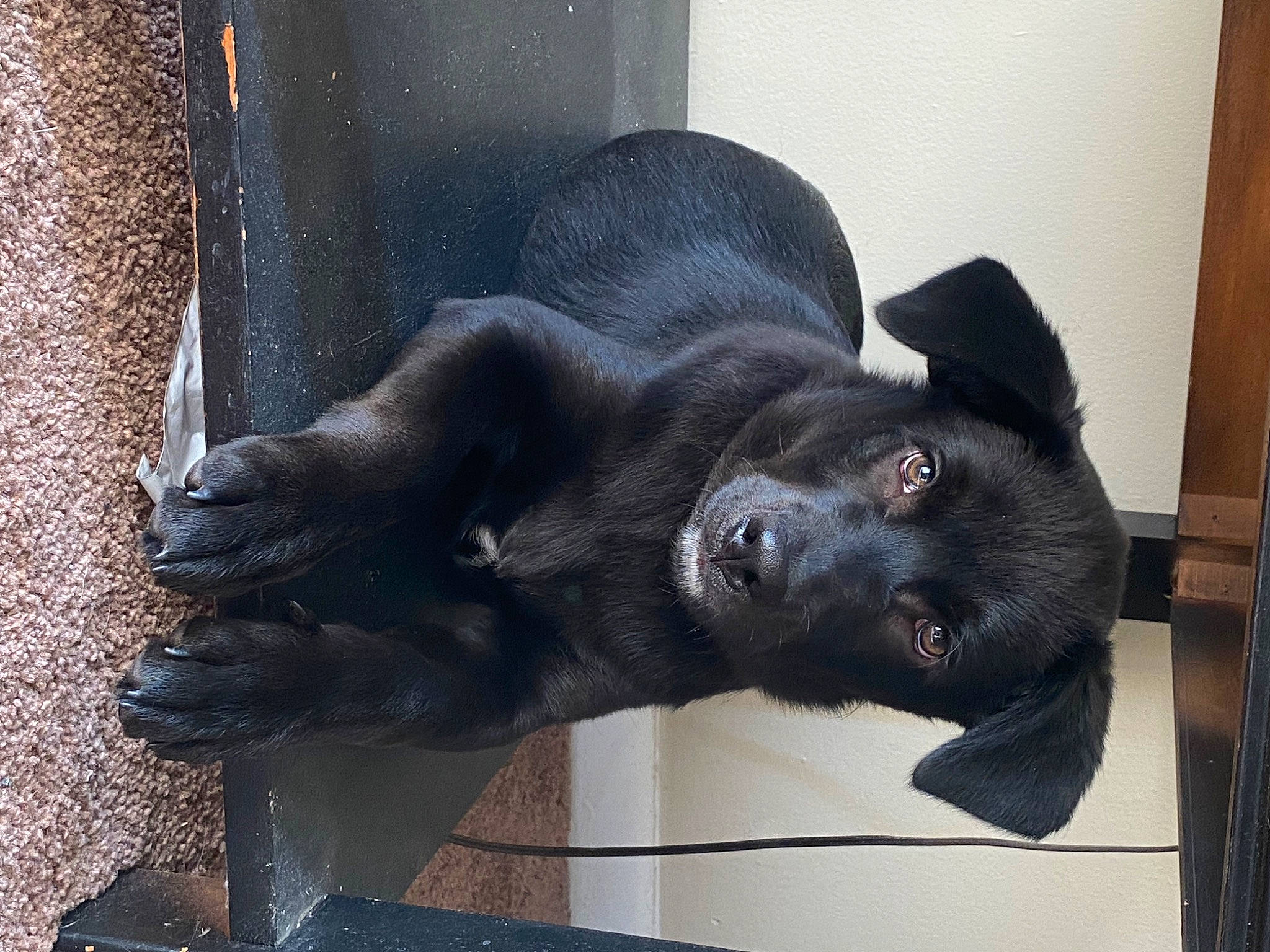 Rip is registered to the contest to win money with this photo: art, borador, canidae, carnivore, comfort, companion_dog, dog, dog_breed, fur, grey, sculpture, snout, sporting_group, tail, terrestrial_animal, whiskers, working_animal