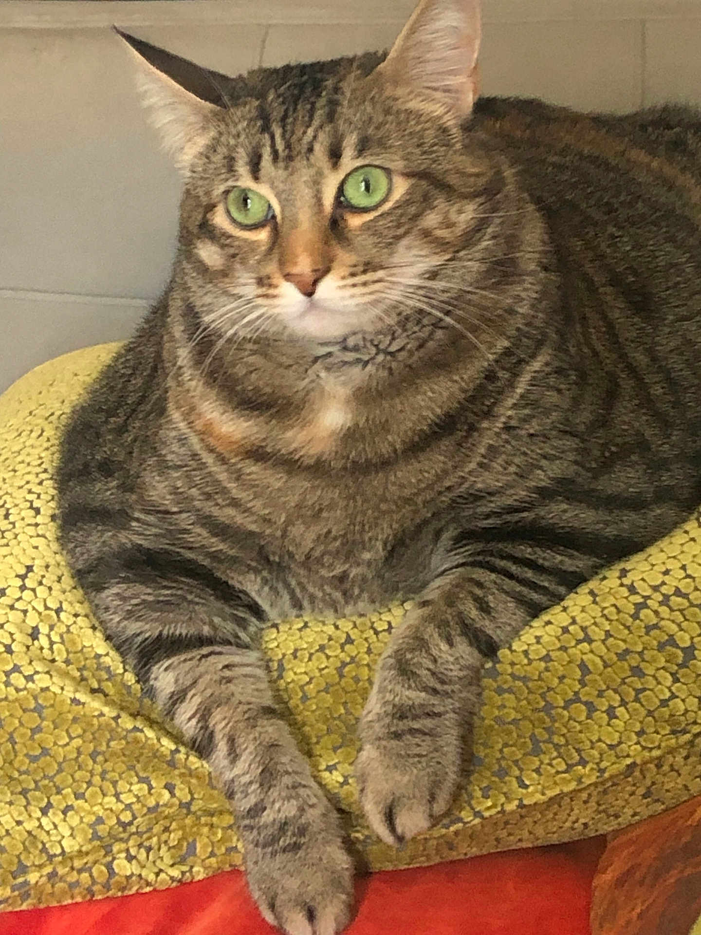 Lilah is registered to the contest to win money with this photo: cat, tabby_cat, green_eyes, pet, feline, animal, indoor, resting, cushion, yellow_cushion, striped_fur, paw, whiskers, ears, close_up, relaxed, comfortable, fur_pattern, domestic_cat, portrait
