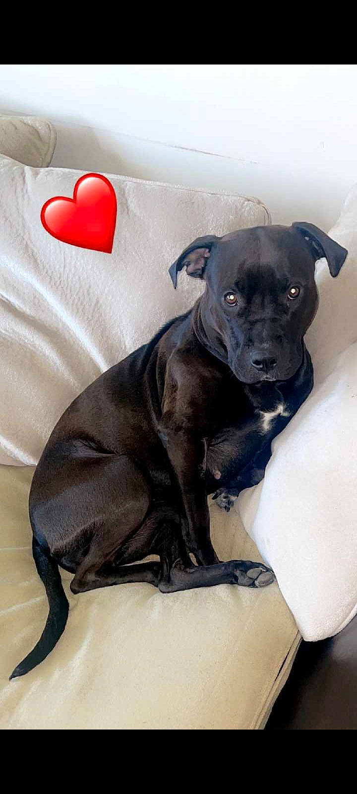 Fefe is registered to the contest to win money with this photo: borador, canidae, carnivore, comfort, companion_dog, dog, dog_breed, dog_supply, fawn, fur, grey, guard_dog, linens, non_sporting_group, puppy, snout, sporting_group, toy_dog, whiskers, working_animal