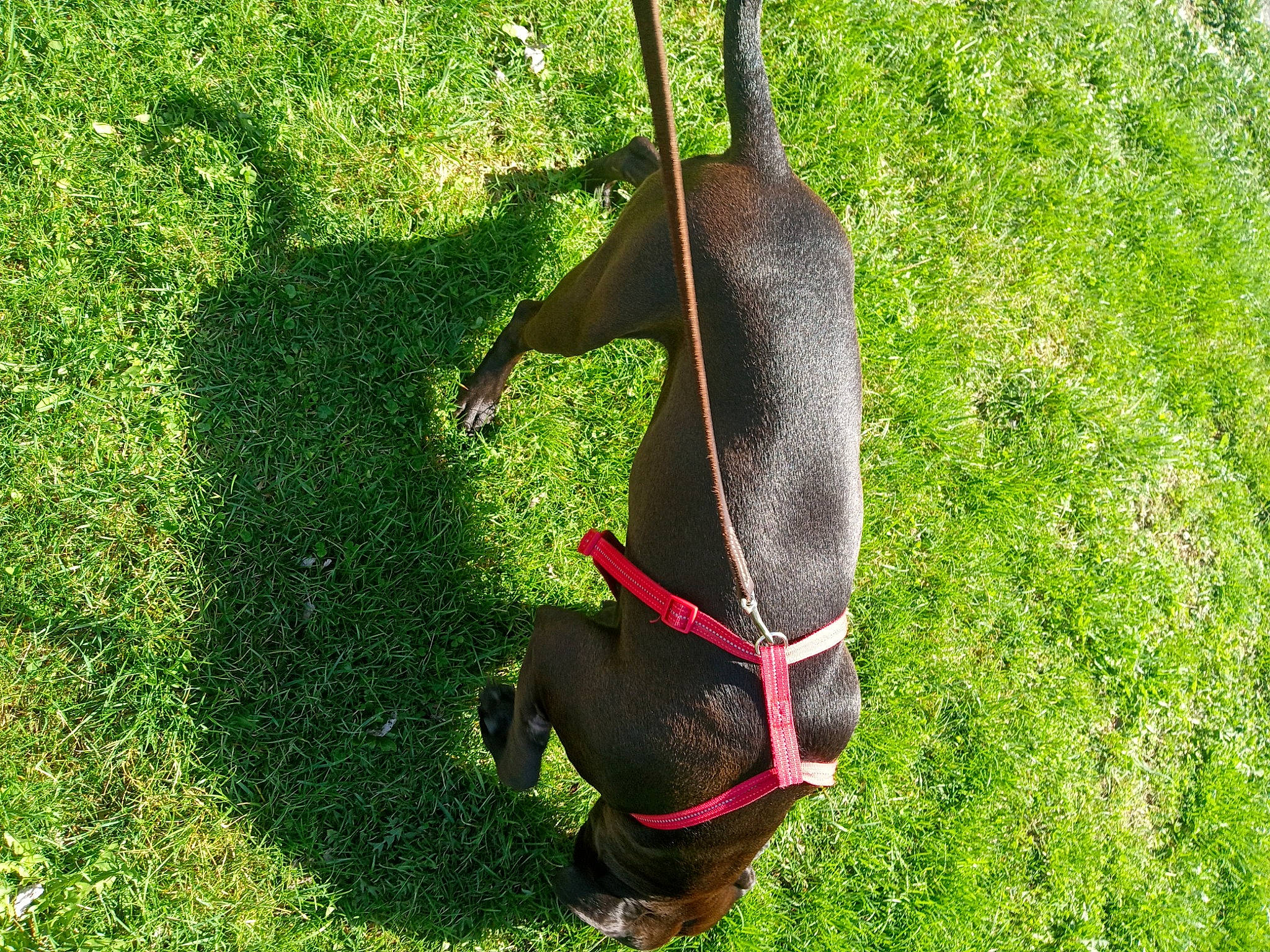 Fefe is registered to the contest to win money with this photo: bag, bat, carmine, collar, fashion_accessory, grass, grassland, groundcover, leash, personal_protective_equipment, plant, recreation, rock_climbing_equipment, shadow, shrub, sporting_group, strap, tail, terrestrial_animal, tints_and_shades