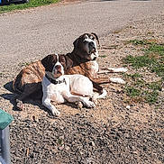 Titan And Molly is registered to the contest to win money with this photo: dog, outdoor, sunny, gravel, dirt, blue_truck, trailer, trees, sky, nature, resting, canine, pets, summer, relaxing, animal, brown_dog, white_dog, collar, daytime