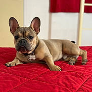 Viking participe au concours pour gagner de l'argent avec cette photo : dog, french_bulldog, pet, indoor, bed, red_quilt, collar, tag, animal, cute, lying_down, canine, ears, paw, fur, portrait, looking_at_camera, relaxed, domestic, cozy