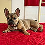 dog, french_bulldog, pet, indoor, bed, red_quilt, collar, tag, animal, cute, lying_down, canine, ears, paw, fur, portrait, looking_at_camera, relaxed, domestic, cozy