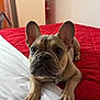 Viking a rejoint le concours — aidez-le/la à gagner de superbes lots ! dog, french_bulldog, puppy, bed, red_quilt, white_sheet, ears, paws, close_up, indoor, pet, animal, looking, cute, face, snout, whiskers, fur, nail, resting