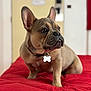 Viking participe au concours pour gagner de l'argent avec cette photo : french_bulldog, puppy, dog, pet, bed, red_bedspread, indoor, animal, cute, small_dog, collar, dog_tag, wrinkled_face, ears_up, sitting, looking_away, short_hair, companion, domestic_animal, portrait