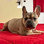 dog, french_bulldog, pet, animal, indoor, bed, red_blanket, lying_down, close_up, portrait, cute, ears, collar, tag, fur, domestic_animal, canine, resting, looking_at_camera, cozy