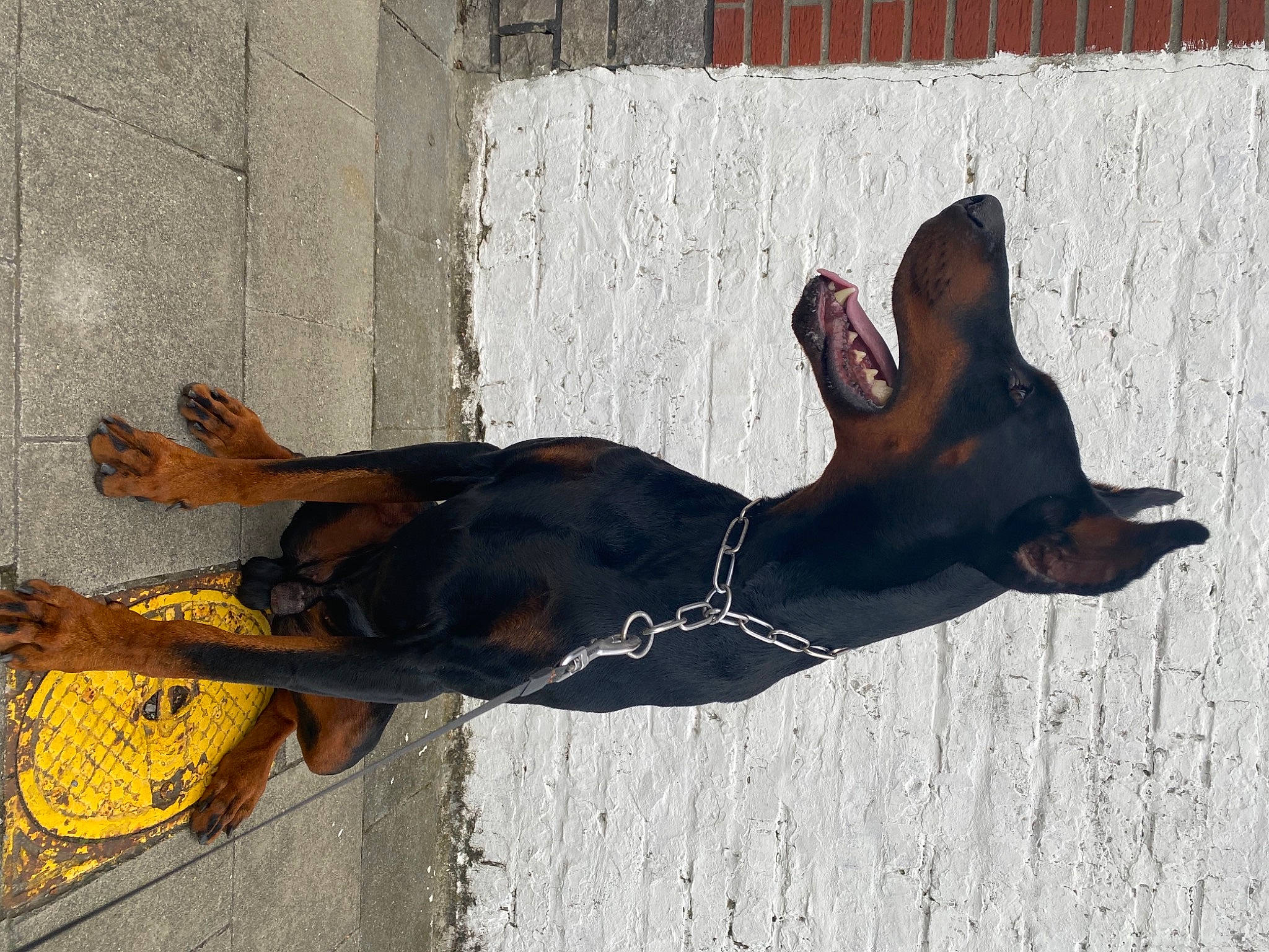 Kaïser a rejoint le concours — aidez-le/la à gagner de superbes lots ! canidae, carnivore, dog, dog_breed, dress, fawn, foot, grey, guard_dog, human_leg, liver, pinscher, shadow, snout, sporting_group, sunglasses, tail, window, wood, working_animal