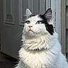 Loki is registered to the contest to win money with this photo: cat, fluffy, heterochromia, white_fur, black_markings, green_eye, blue_eye, whiskers, collar, door, doorframe, natural_light, indoor, pet, portrait, curious, animal, feline, closeup, sitting