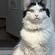 Loki is registered to the contest to win money with this photo: cat, fluffy, white, black_spots, heterochromia, green_eye, blue_eye, pet, domestic_animal, indoors, door, natural_light, fur, whiskers, portrait, animal, close_up, sitting, curious, serious